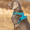 No Pull Harness Blue M