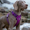 Lightweight Harness Purple M