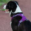 Lightweight 3M reflective Harness Purple 2XS