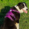 Whinhyepet Harness Purple M