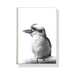 Wall Art 60cmx90cm Kookaburra Black Frame Canvas