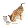 CAT FOREST Classic Tuna White Meat With Seabream In Gravy Cat Canned Food 85G X 24